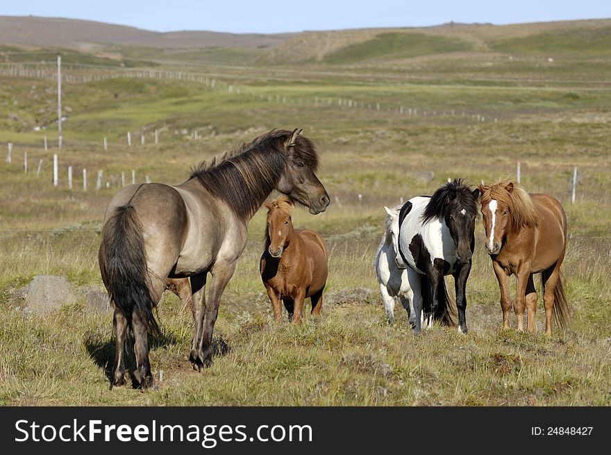 Icelandic horses.