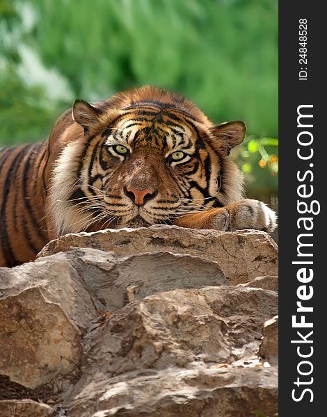 Portrait of a tiger looking directly at the viewer. Zoo