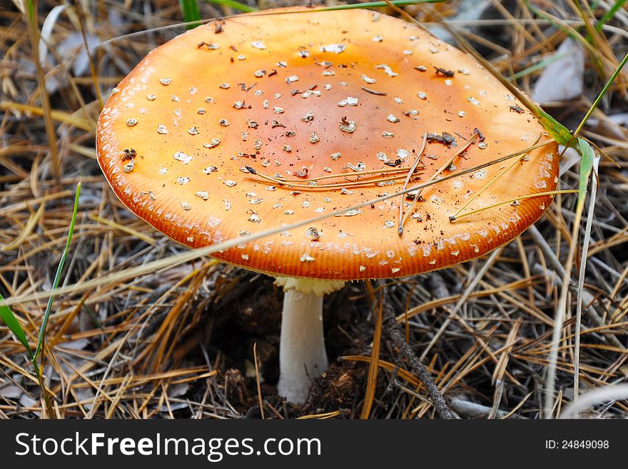 Amanita muscaria mushroom in autumn needles