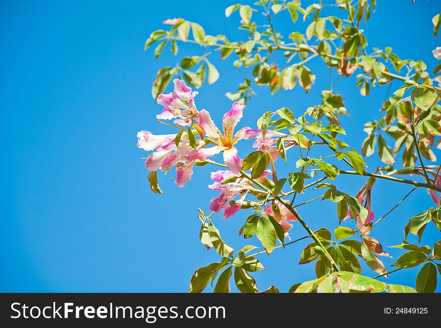 Brunch of Chorisia blossoms against a blue sky
