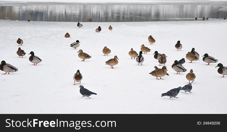 Ducks and doves on the ice in the winter
