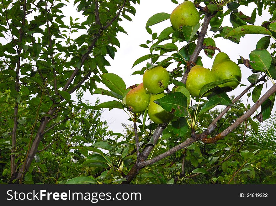 Ripe pears on branch ready to be eaten