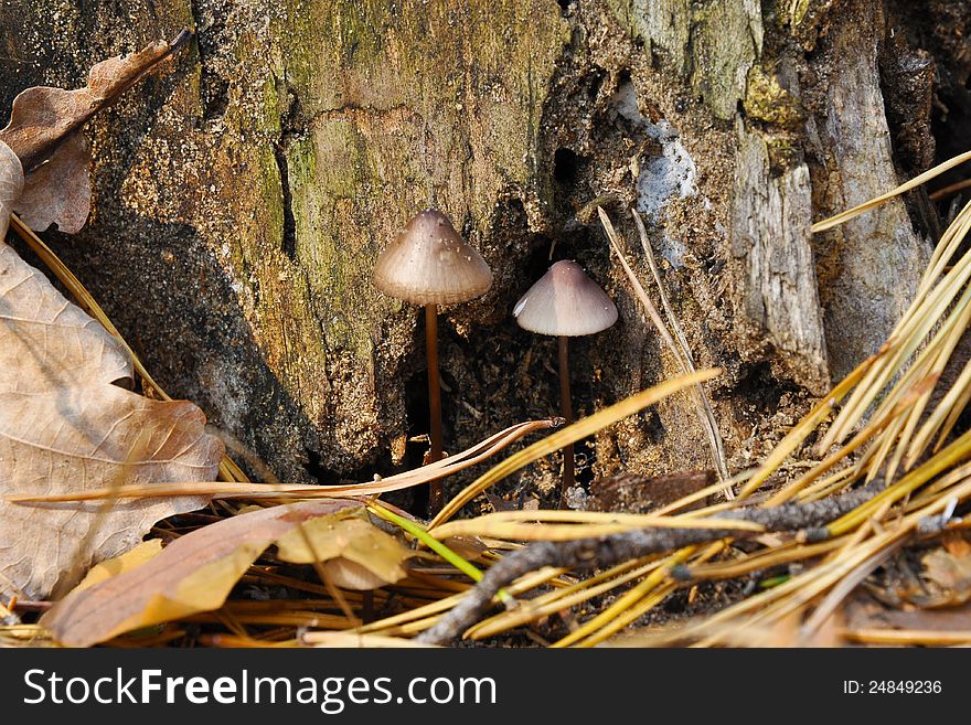 Poisonous toadstool on autumn forest background