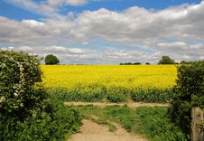 Field Of Yellow Rapeseed Stock Photo Field Of Yellow Rapeseed Stock Photo