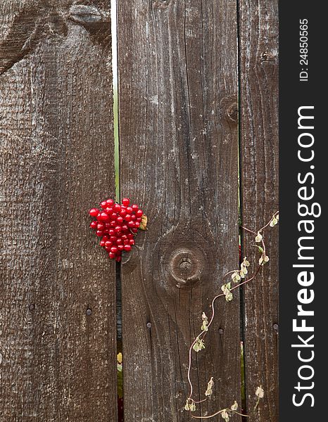 Red berries of viburnum  on wooden. Red berries of viburnum  on wooden