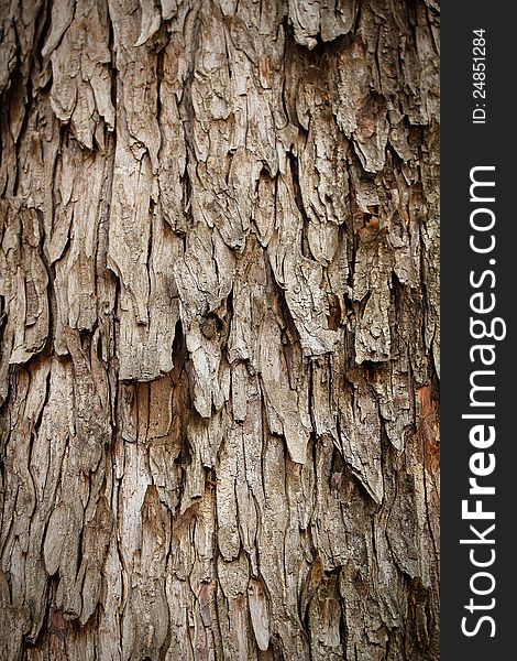 Bark of rain tree - highly detailed photograph