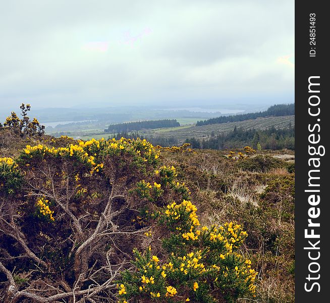 Early morning at Wicklow mountains . Blossoming bush. Spring season.