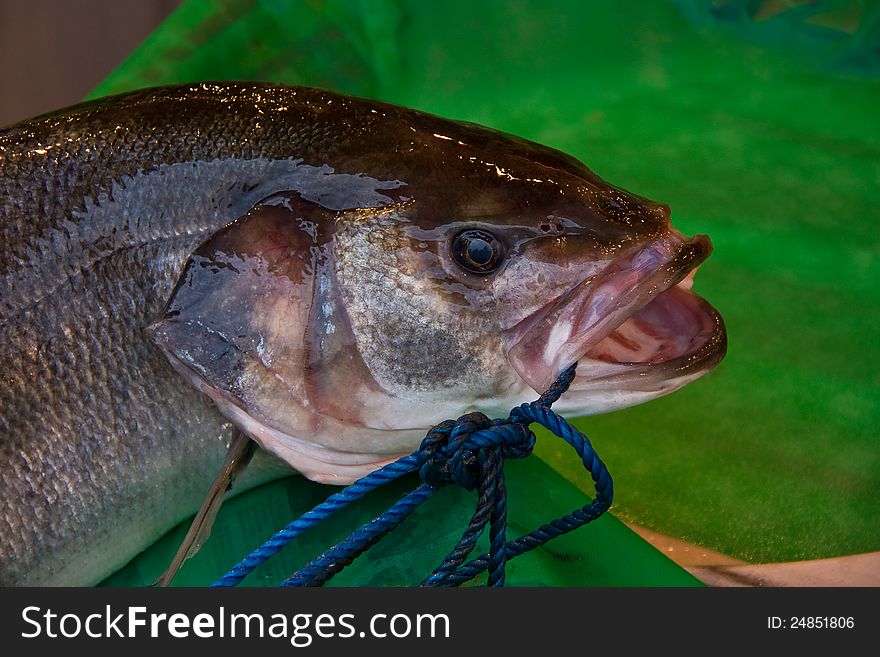 Fresh fish with a rope in his mouth