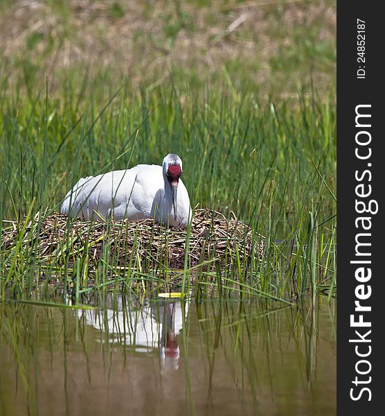 Whooping Crane sitting on nest. Reflection seen in the water.