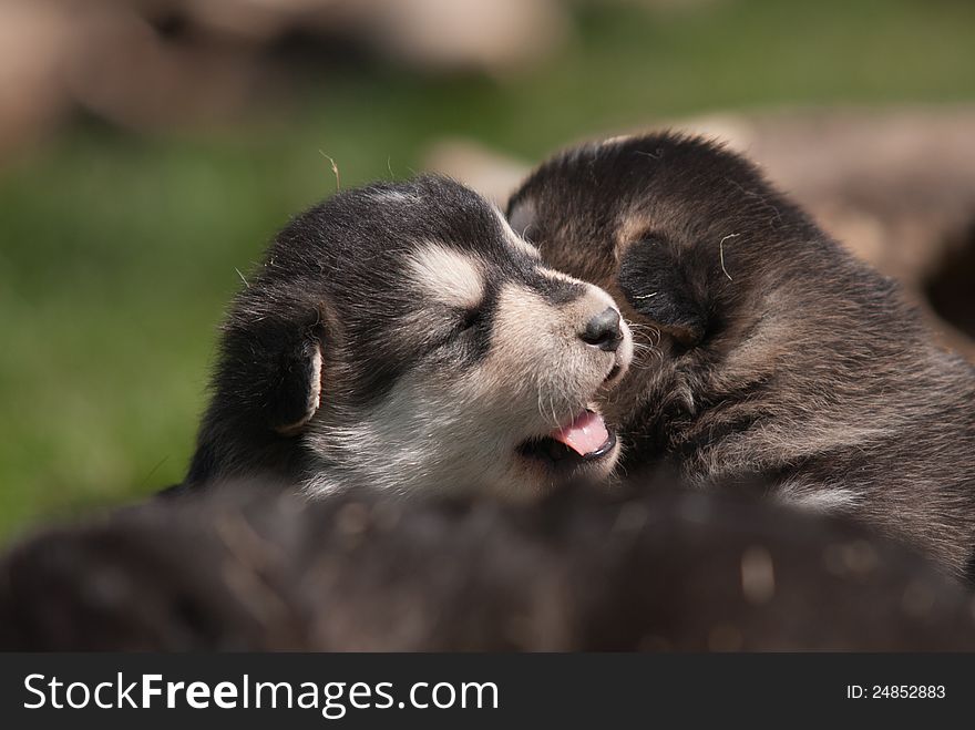 Alaskan malamute puppy old three weeks. Alaskan malamute puppy old three weeks