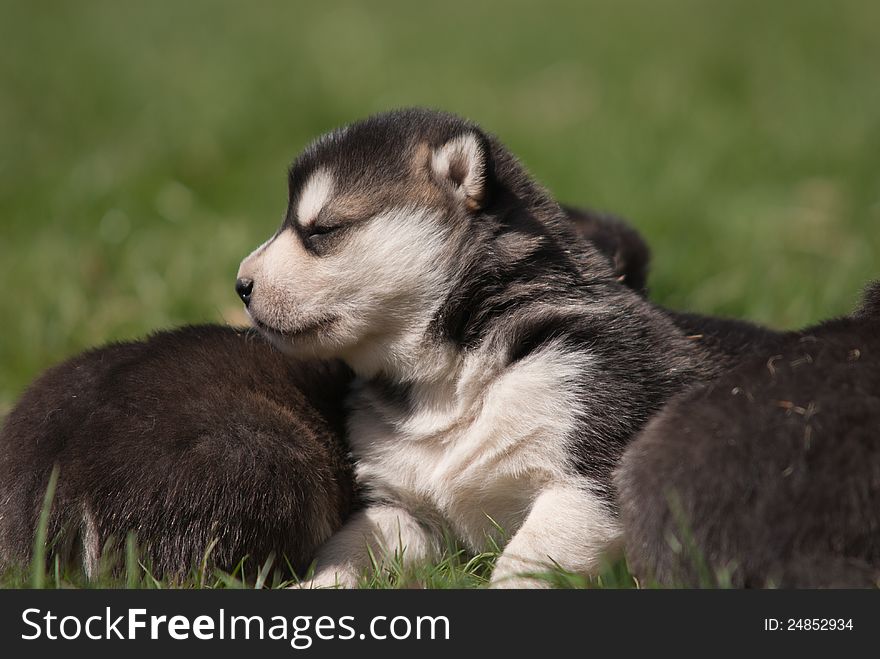 Three weeks old alaskan malamute 2