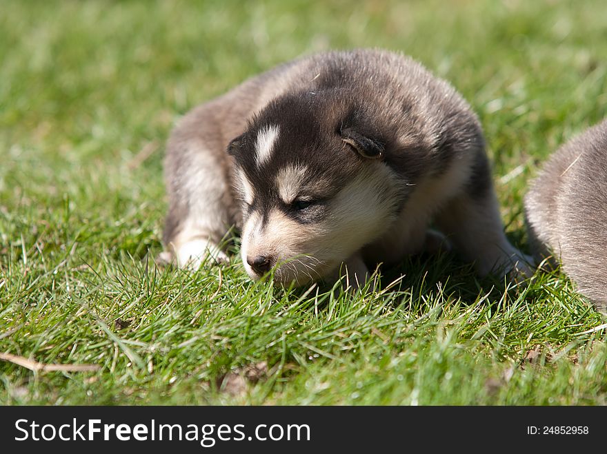 Alaskan malamute puppy on the grass. Alaskan malamute puppy on the grass