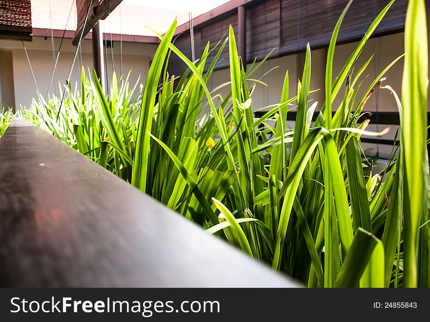 Balcony with green grasses under sunlight. Balcony with green grasses under sunlight