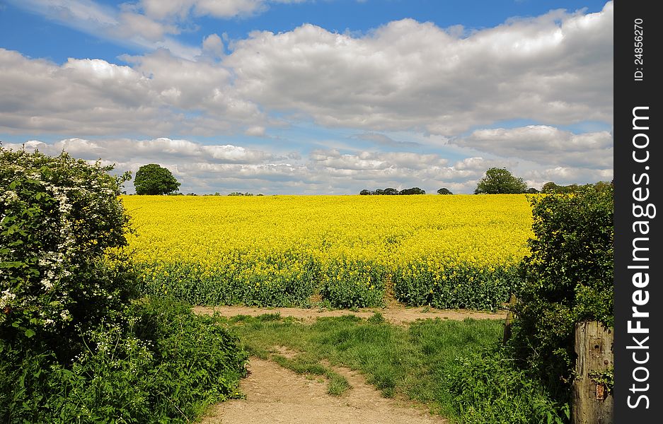 An English Rural Landscape with a Field of Flowering Rapeseed with cumulonimbus clouds in the sky. An English Rural Landscape with a Field of Flowering Rapeseed with cumulonimbus clouds in the sky