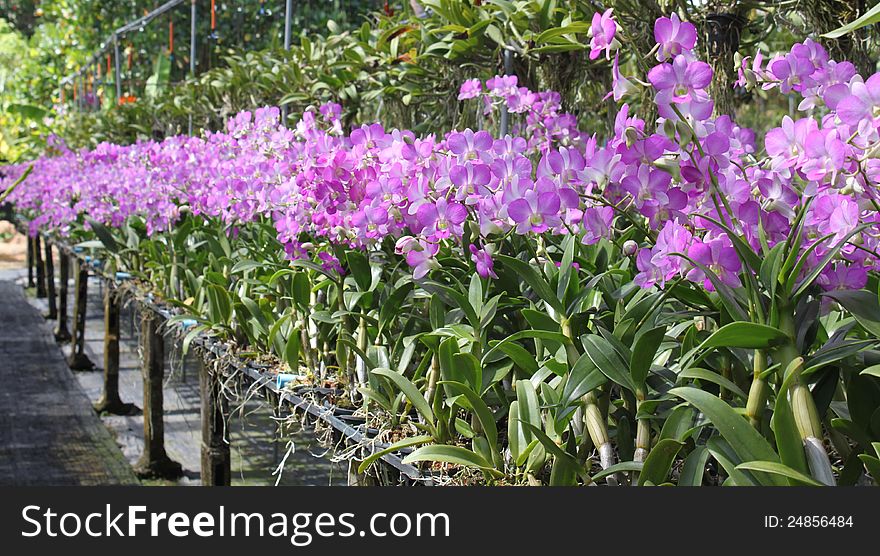 Flowering orchid a beautiful picture, Thailand