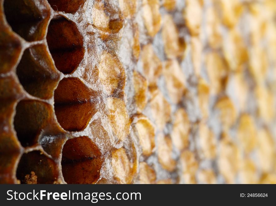 Shallow depth of field
honeycomb close-up. Shallow depth of field
honeycomb close-up.