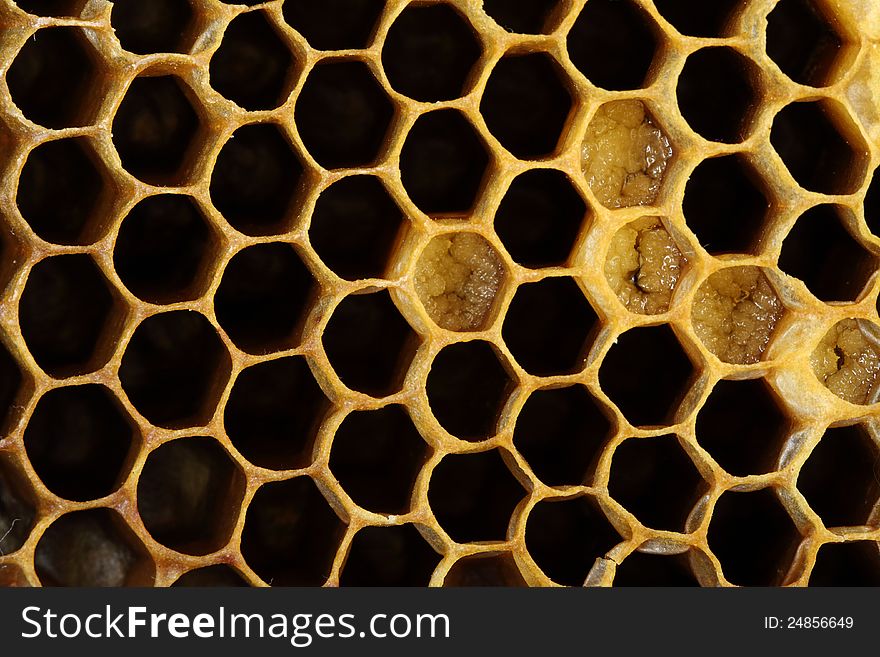 Honeycomb with honey close up. Honeycomb with honey close up