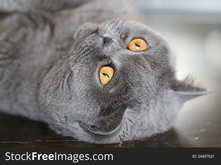 Cat breeds British Shorthair blue color