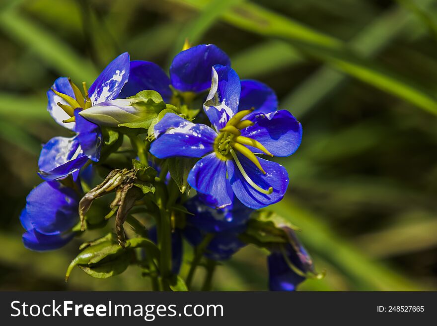 Blue Wild Flower  : Sri Lanka