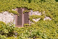 Old Window Surrounded By Creepers Stock Photography Old Window Surrounded By Creepers Stock Photography