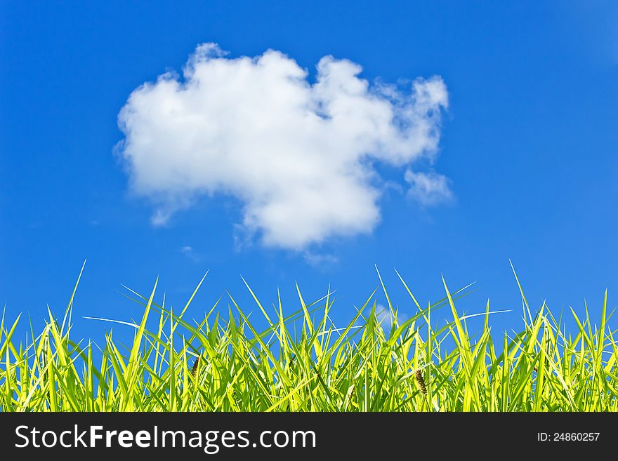 Sky  background with green Grass. Sky  background with green Grass