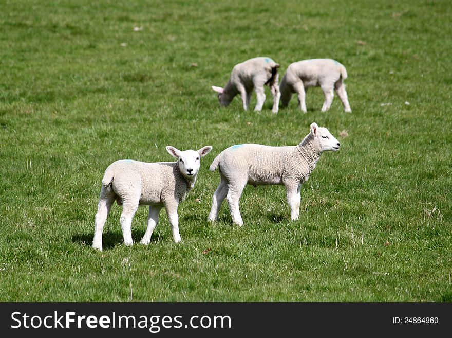Small lambs on pasturage in Wales in Llangedwyn