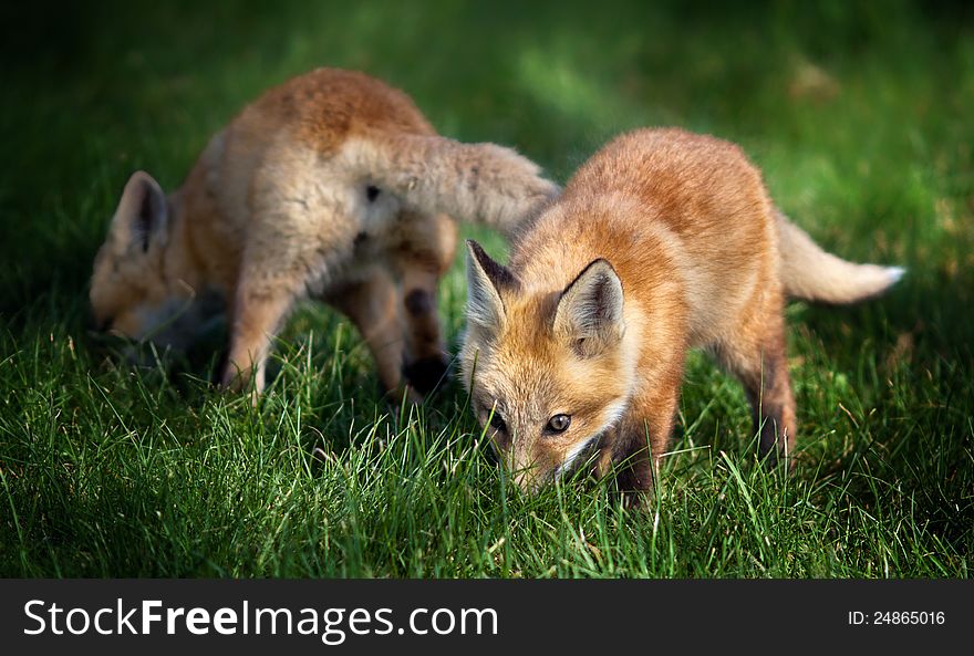 A couple of really cute fox pups exploring a field. A couple of really cute fox pups exploring a field.