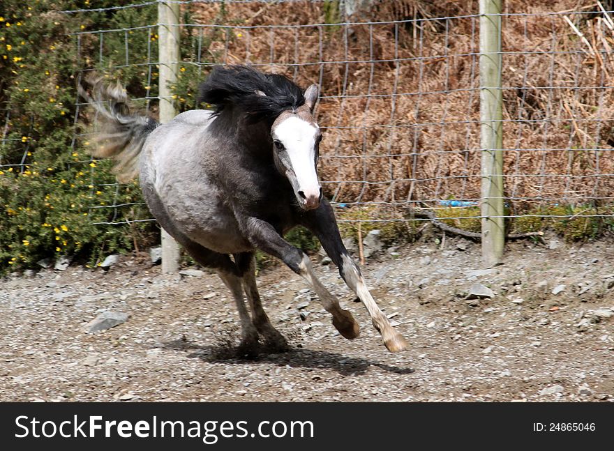 Running horse on a farm