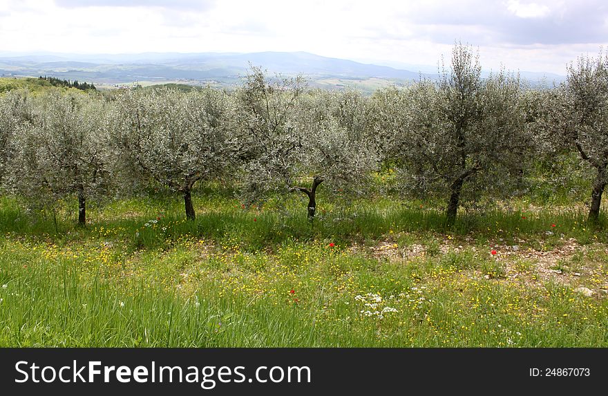 Olive trees in Tuscany countrysice