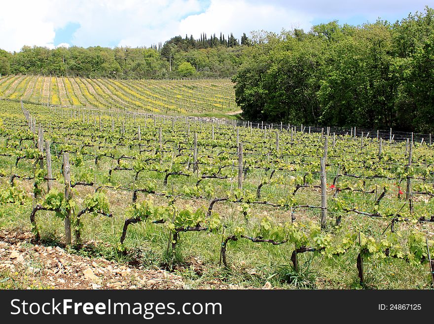 Vineyard in Tuscany in spring