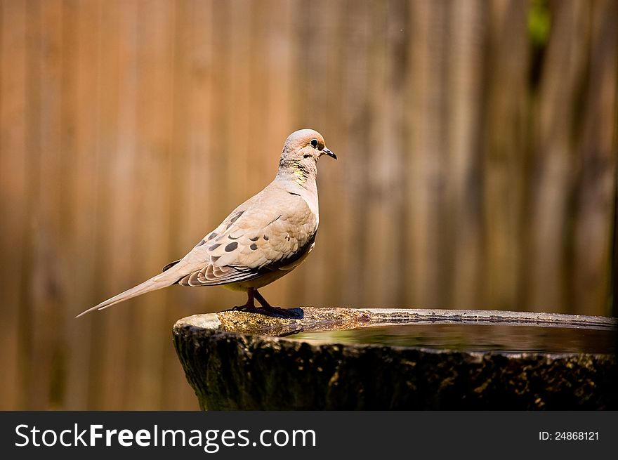 A mourning dove at the birdbath.