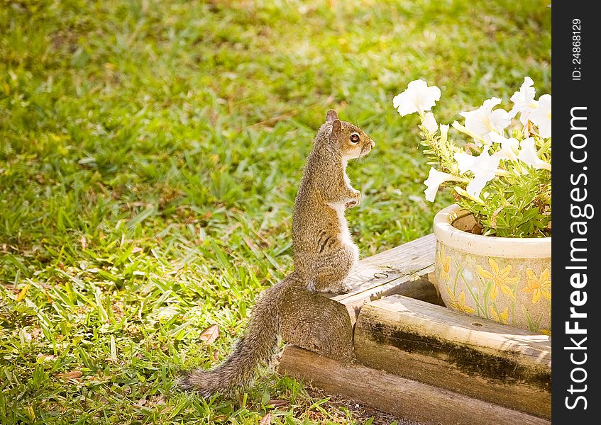 A squirrel enjoying the sunshine.