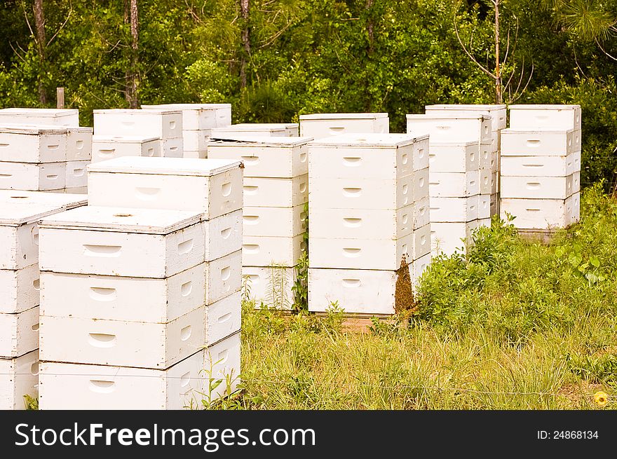 Bee hives in the field.