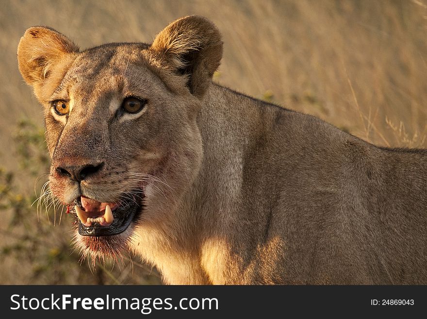 Panting lioness listening and looking around after feasting on a meal at dusk. Panting lioness listening and looking around after feasting on a meal at dusk
