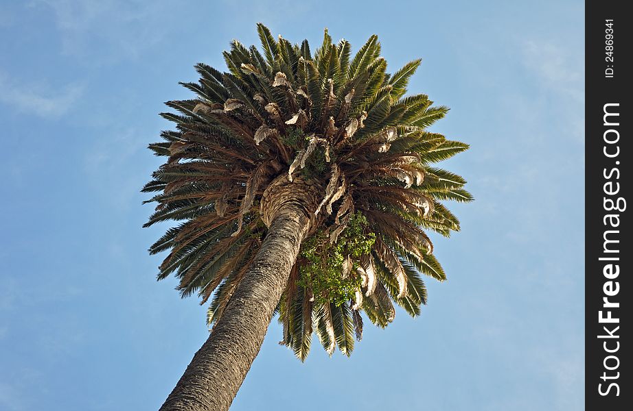 Palm tree in Los Angeles, California