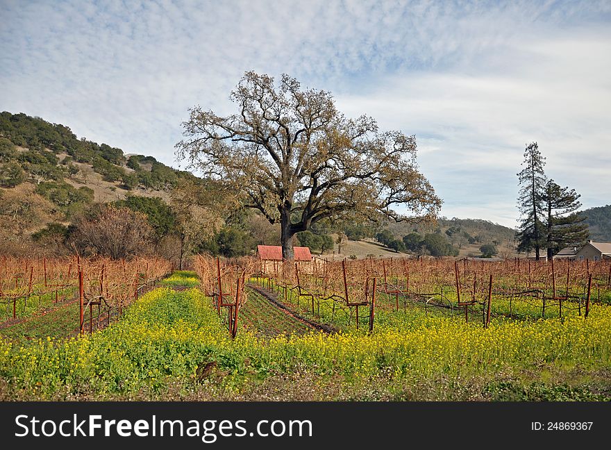 Vineyard in Napa Valley, California. Vineyard in Napa Valley, California