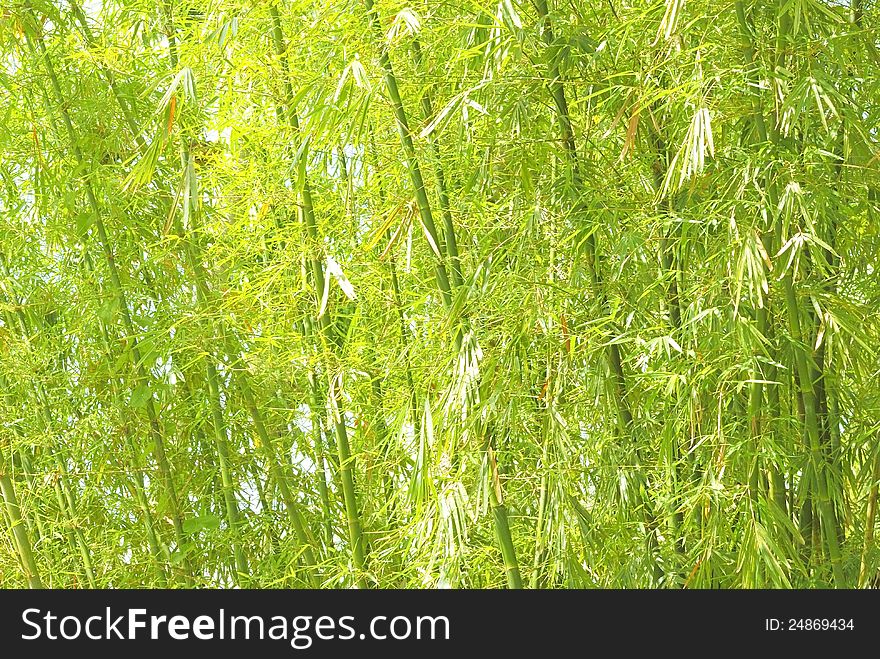 Bamboo Stems And Leaves.