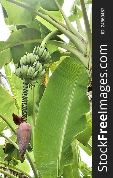 The inflorescence of banana show a flower and many of young fruit.