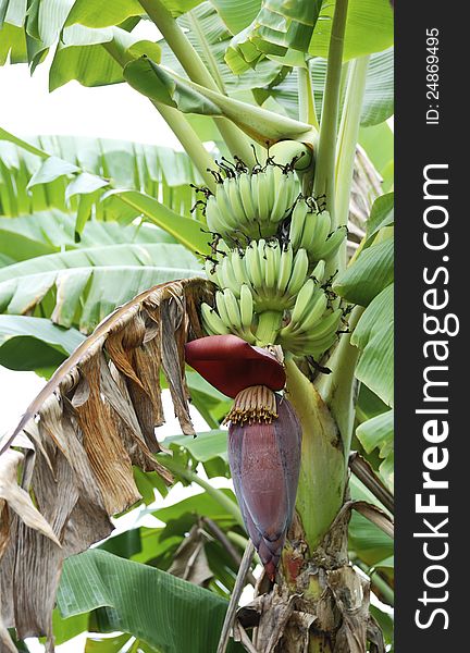 Inflorescence of banana, show many fruits and flowers. Inflorescence of banana, show many fruits and flowers.