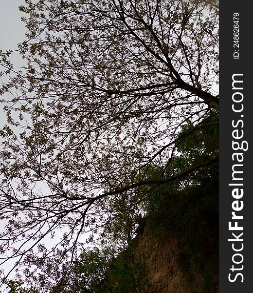 Trees looking nice warm season in pakistan