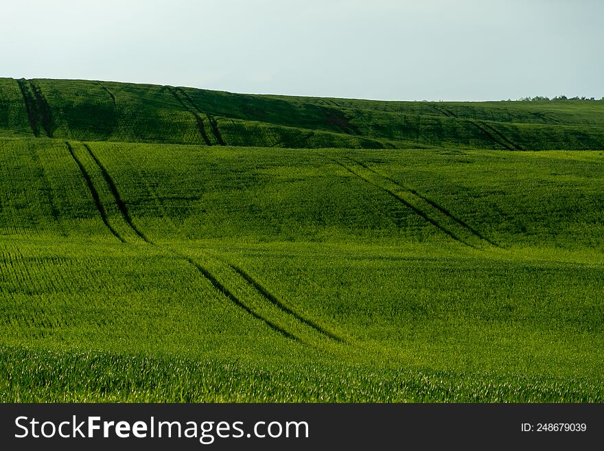 Agro-industrial complex for the cultivation of cereals, wheat, rye, corn and barley. The use of low-quality and non-natural fertilizers for the sowing campaign. Poor harvest and the threat of famine