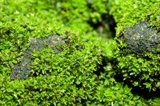 Ant On The Moss Royalty Free Stock Image
