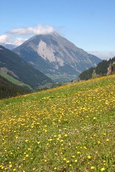 Mountain Meadow Stock Image Mountain Meadow Stock Image