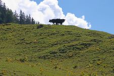 Two Cows Royalty Free Stock Image Two Cows Royalty Free Stock Image