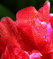 Red Petals With Water Drops. Macro Stock Images Red Petals With Water Drops. Macro Stock Images