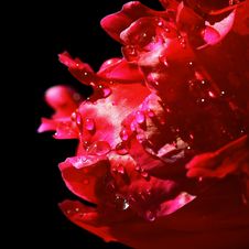 Red Petals With Water Drops Royalty Free Stock Photos Red Petals With Water Drops Royalty Free Stock Photos