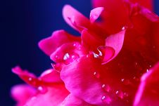 Peony Petals With Water Drops. Macro Royalty Free Stock Image Peony Petals With Water Drops. Macro Royalty Free Stock Image