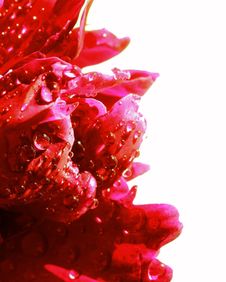 Water Drops On Peony Petals. Macro Stock Images Water Drops On Peony Petals. Macro Stock Images