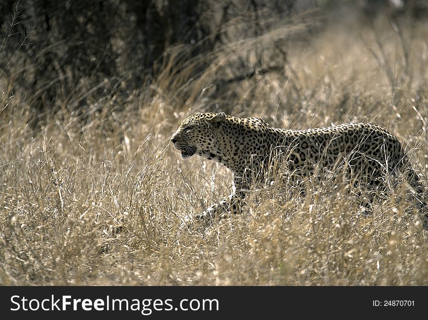 Leopard in tall grass looking for prey. Leopard in tall grass looking for prey