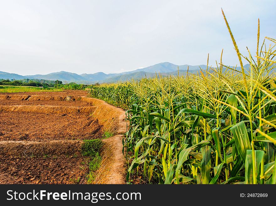 Landscape of corn field ,mountain and blue sky